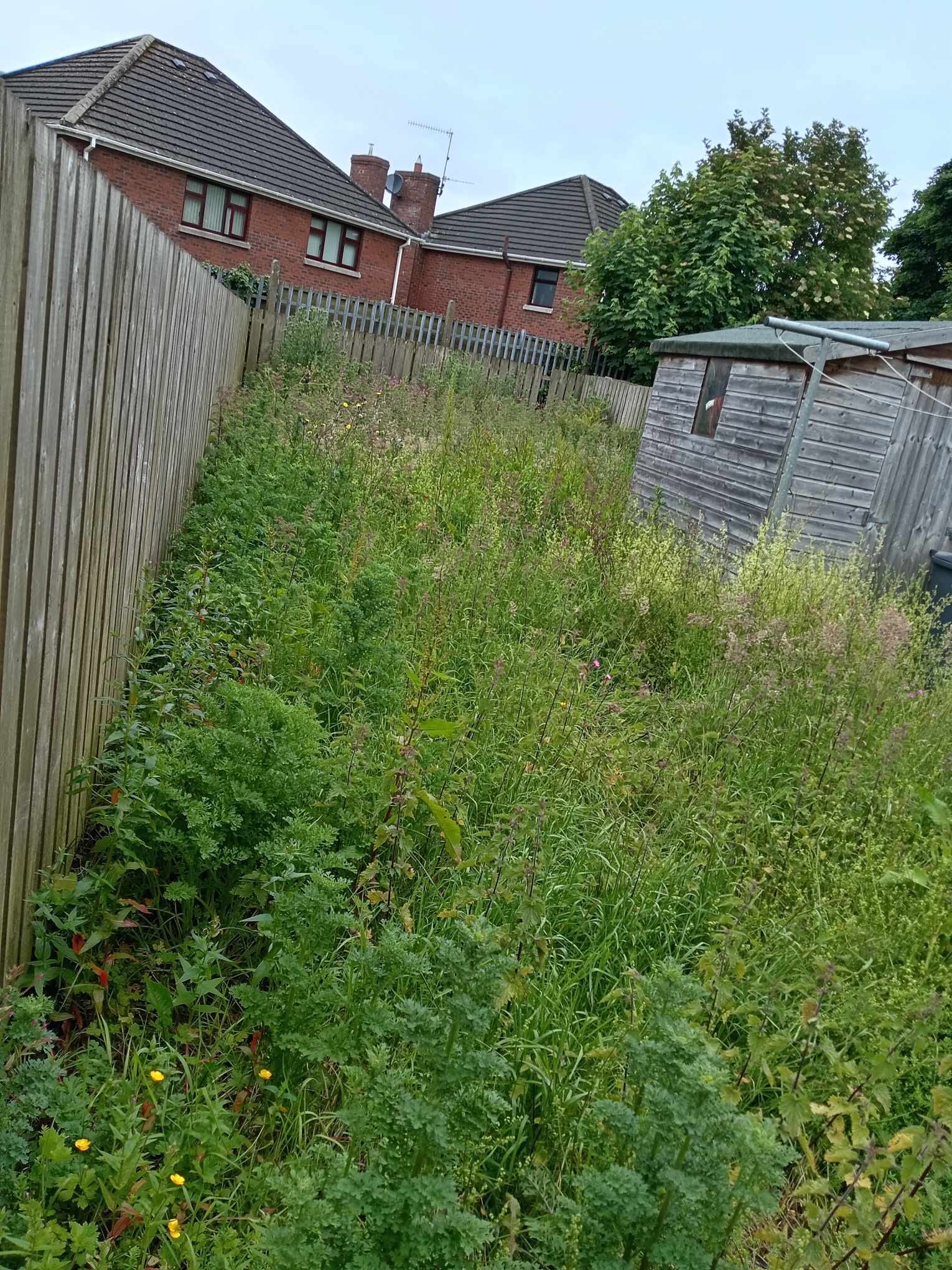 bush shrubbery to be cut overgrown