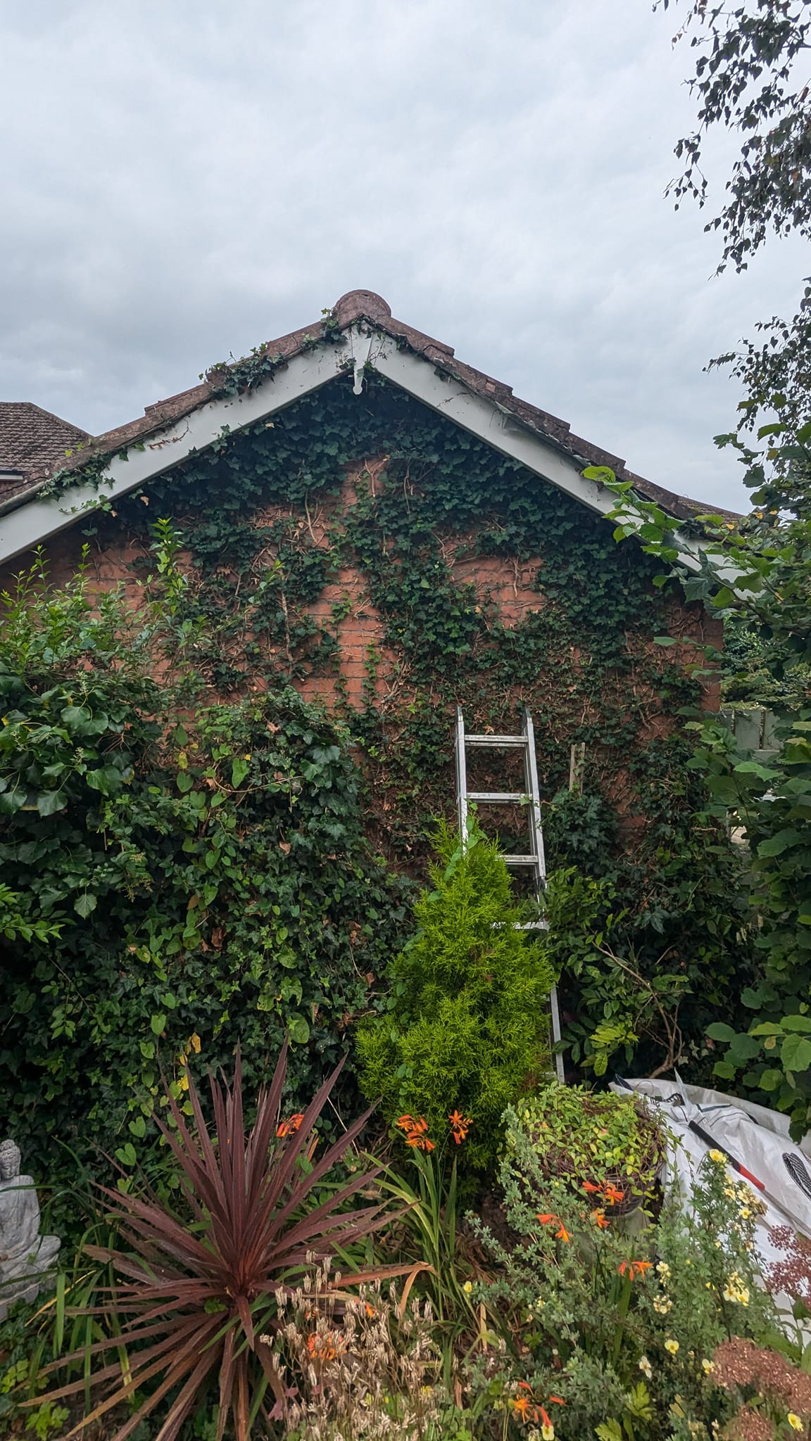 moss removal ladder services