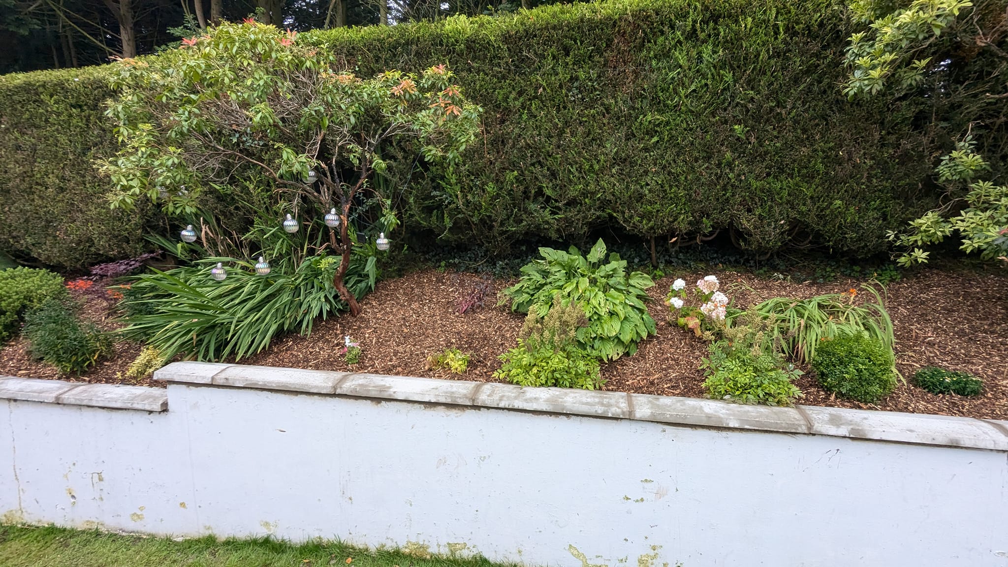 Garden plants tidy landscaping Belfast