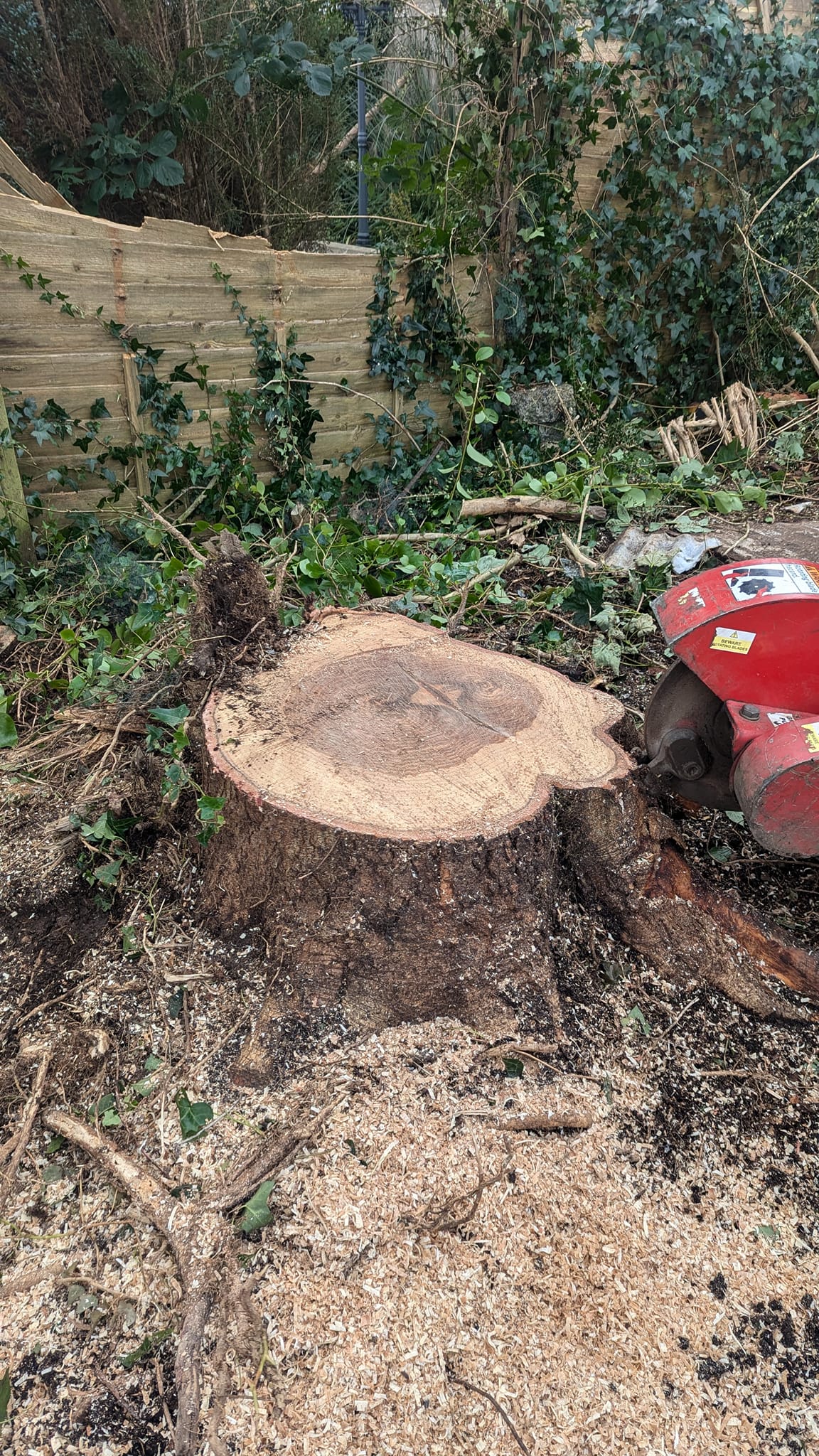 Tree stump cut down for grinding Belfast