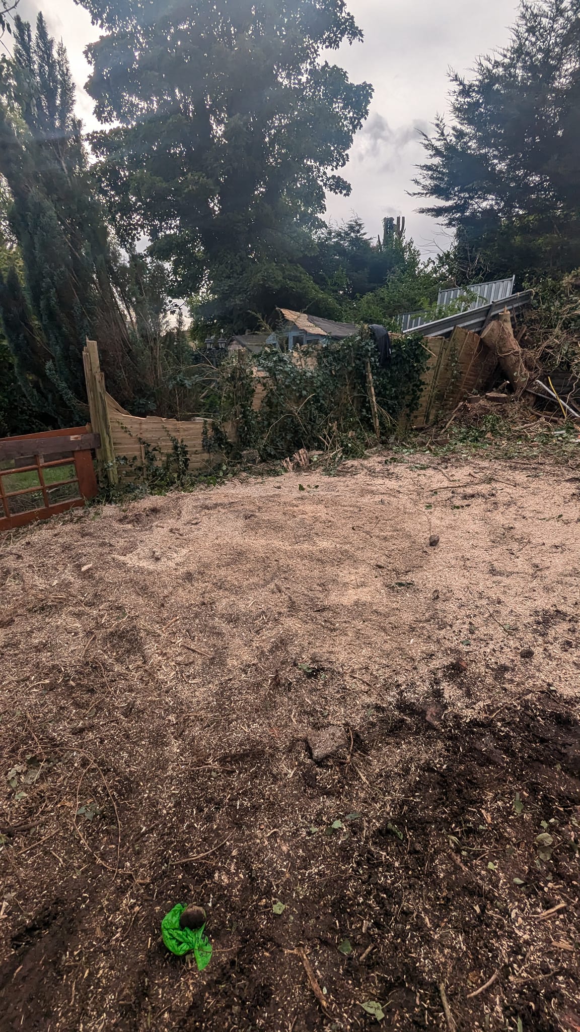 Tree stump grinded and removed Belfast