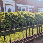 hedge front garden untidy