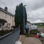 street lamppost tree trimming felling tree