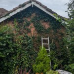 moss removal ladder services