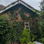 moss removal ladder services