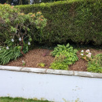 Garden plants tidy landscaping Belfast