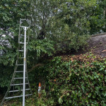 ladder trimming hedges in garden