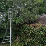 ladder trimming hedges in garden