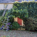 cottage house moss ivy hedges being worked on with ladder landscapers