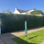 hedge trimmed clean