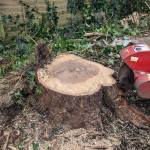 Tree stump cut down for grinding Belfast