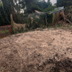 Tree stump grinded and removed Belfast