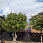 trees trimmed and made tidy