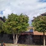 trees trimmed and made tidy