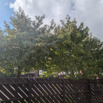 trees fence services