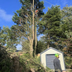 Tree surgeon climbing cutting trimming branches removal